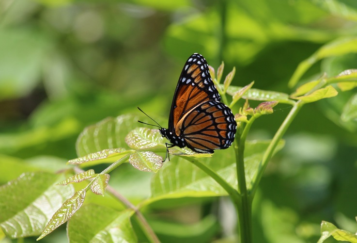 Airlie Center NABA Butterfly Count