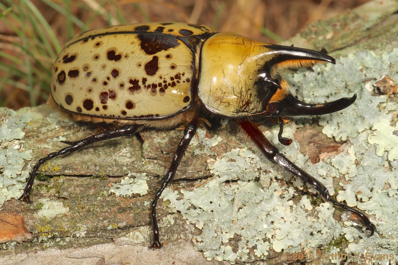 Beetles of Virginia- EVENT FULL