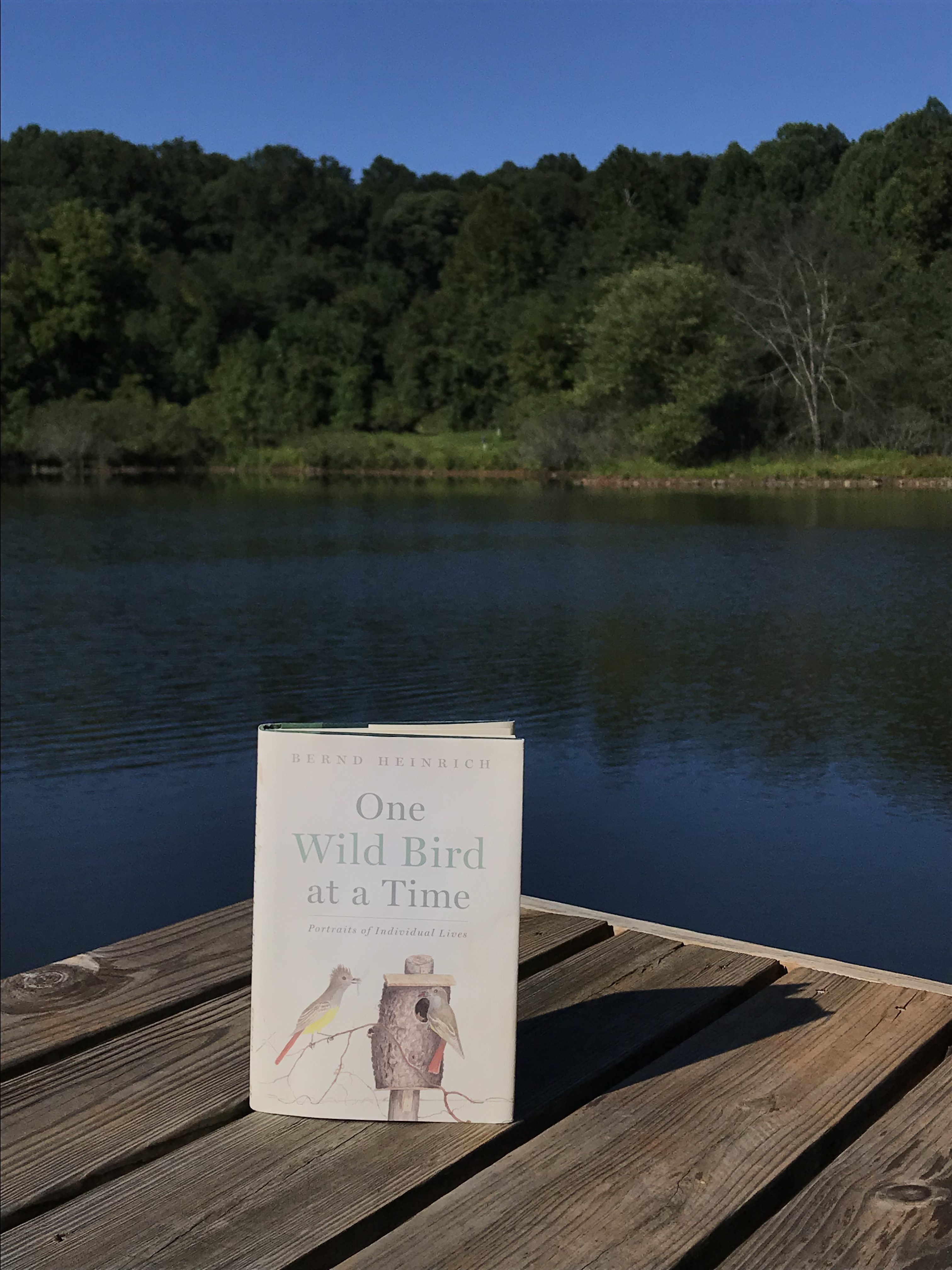 The Clifton Institute Book Club: One Wild Bird at a Time