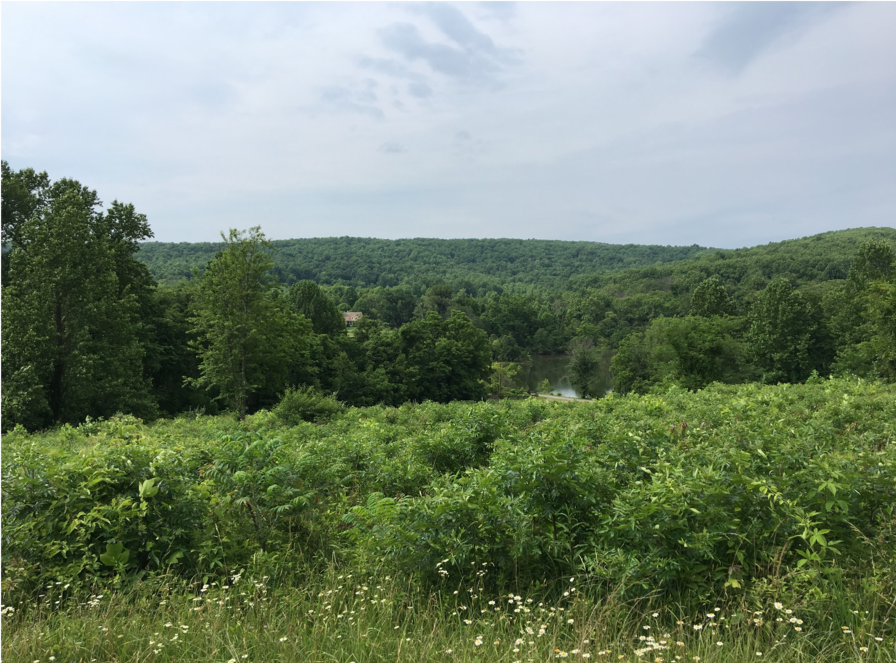 The Woods & Wildlife Conference