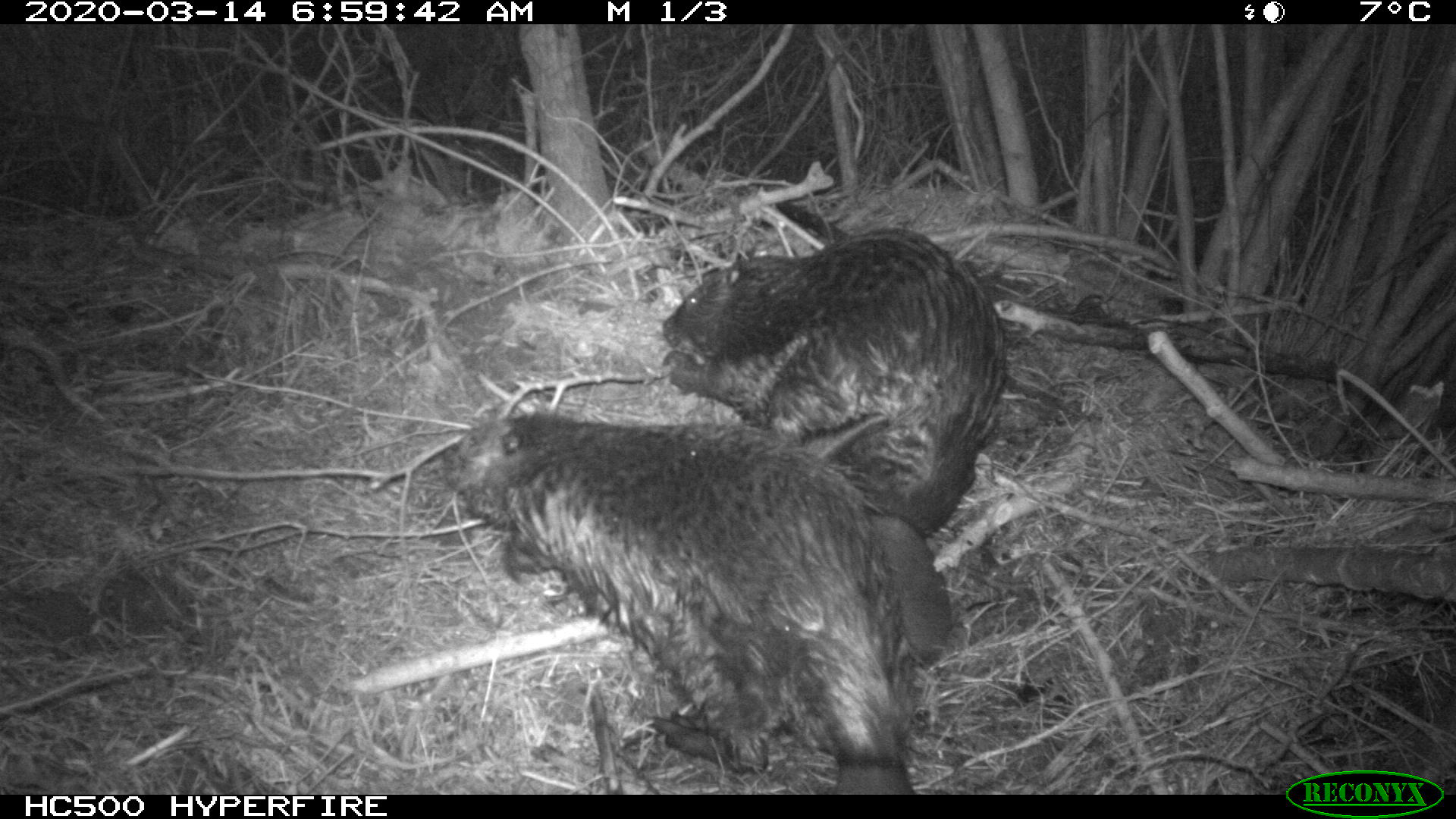 ONLINE Beavers:  Challenges and Benefits to Coexistence