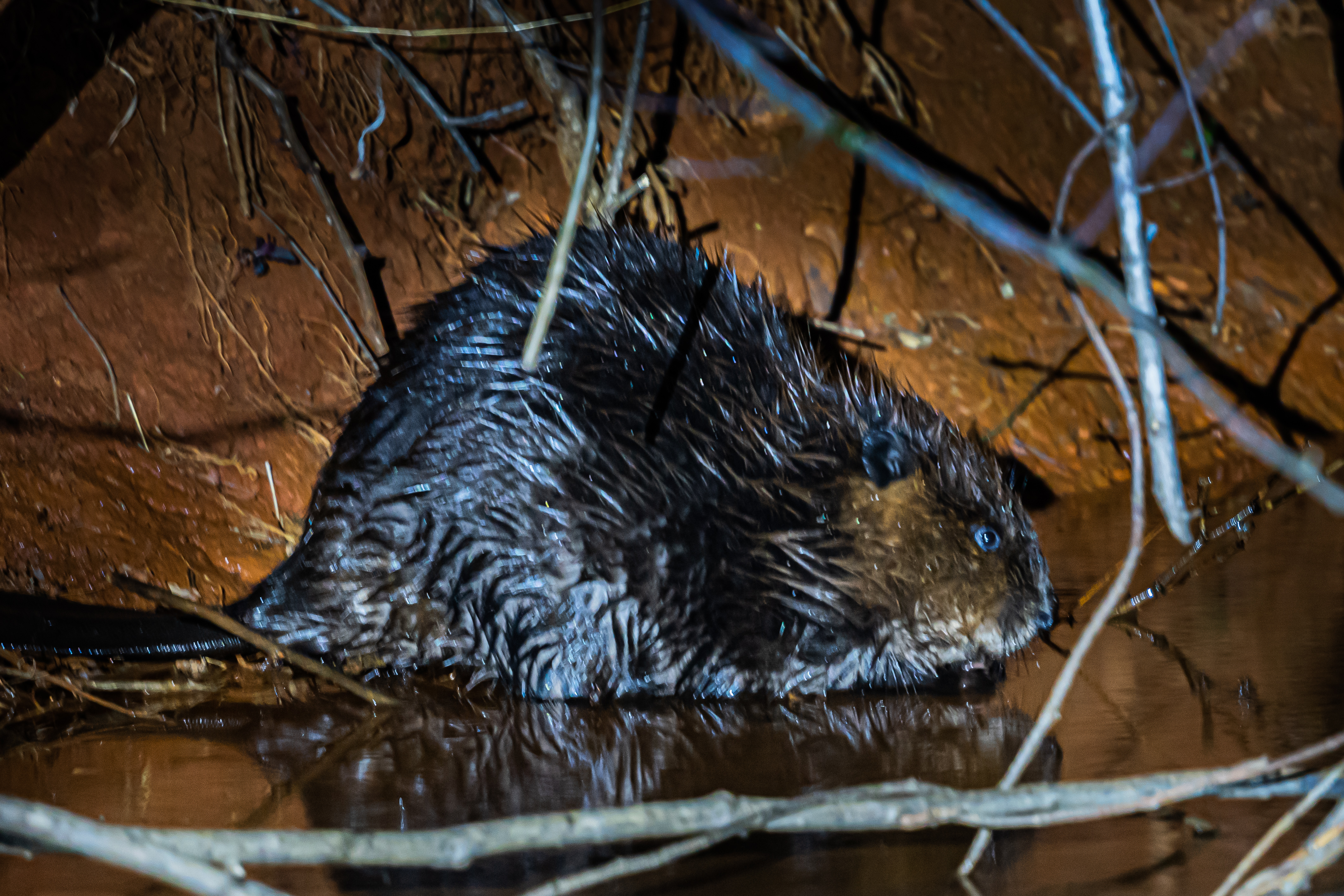 Beaver Watching Evening