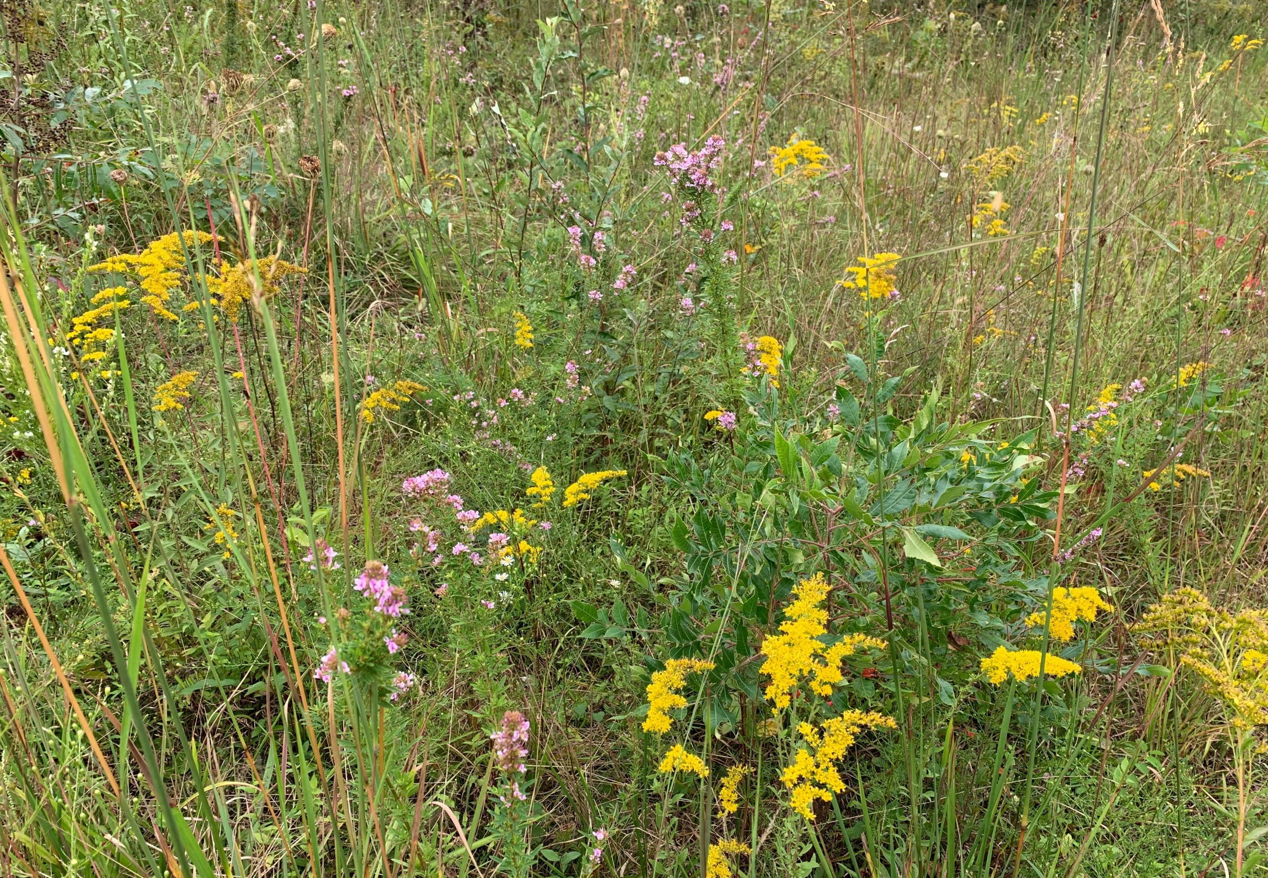 Native Meadow Planting Volunteer Day