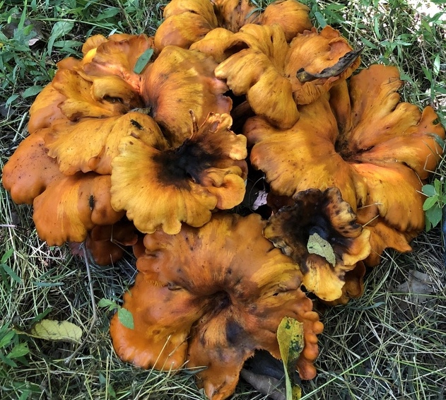 Mushrooms with Mayor Nevill EVENT FULL