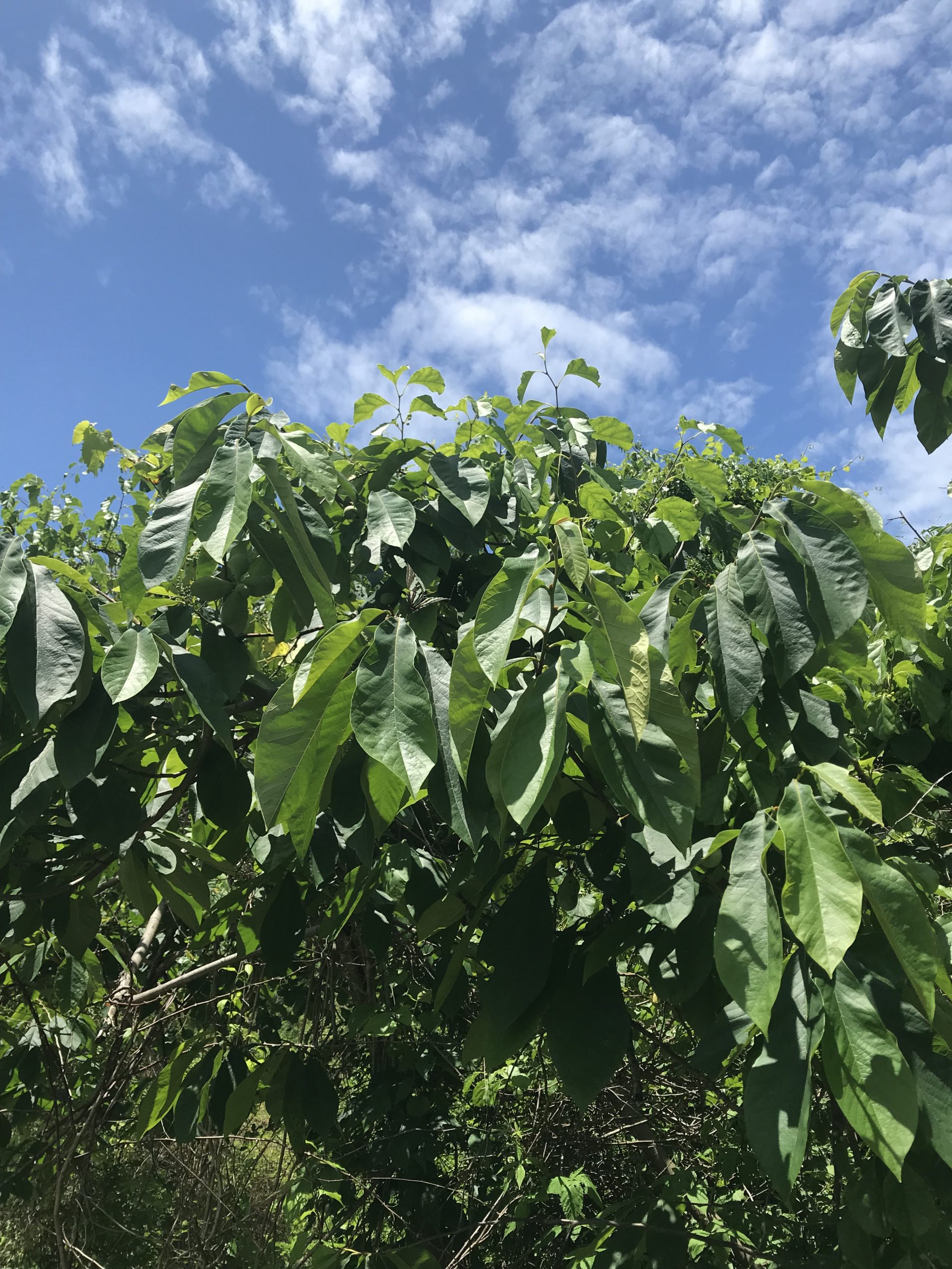 Party in the Pawpaw Patch