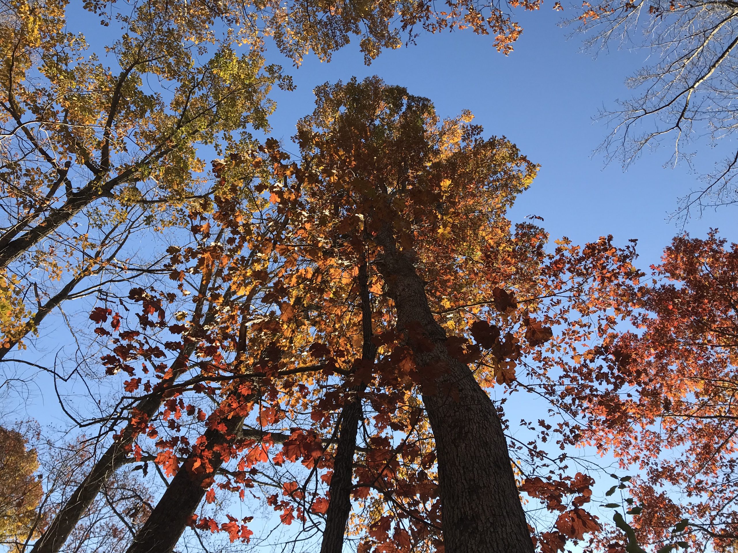Walk With A Naturalist
