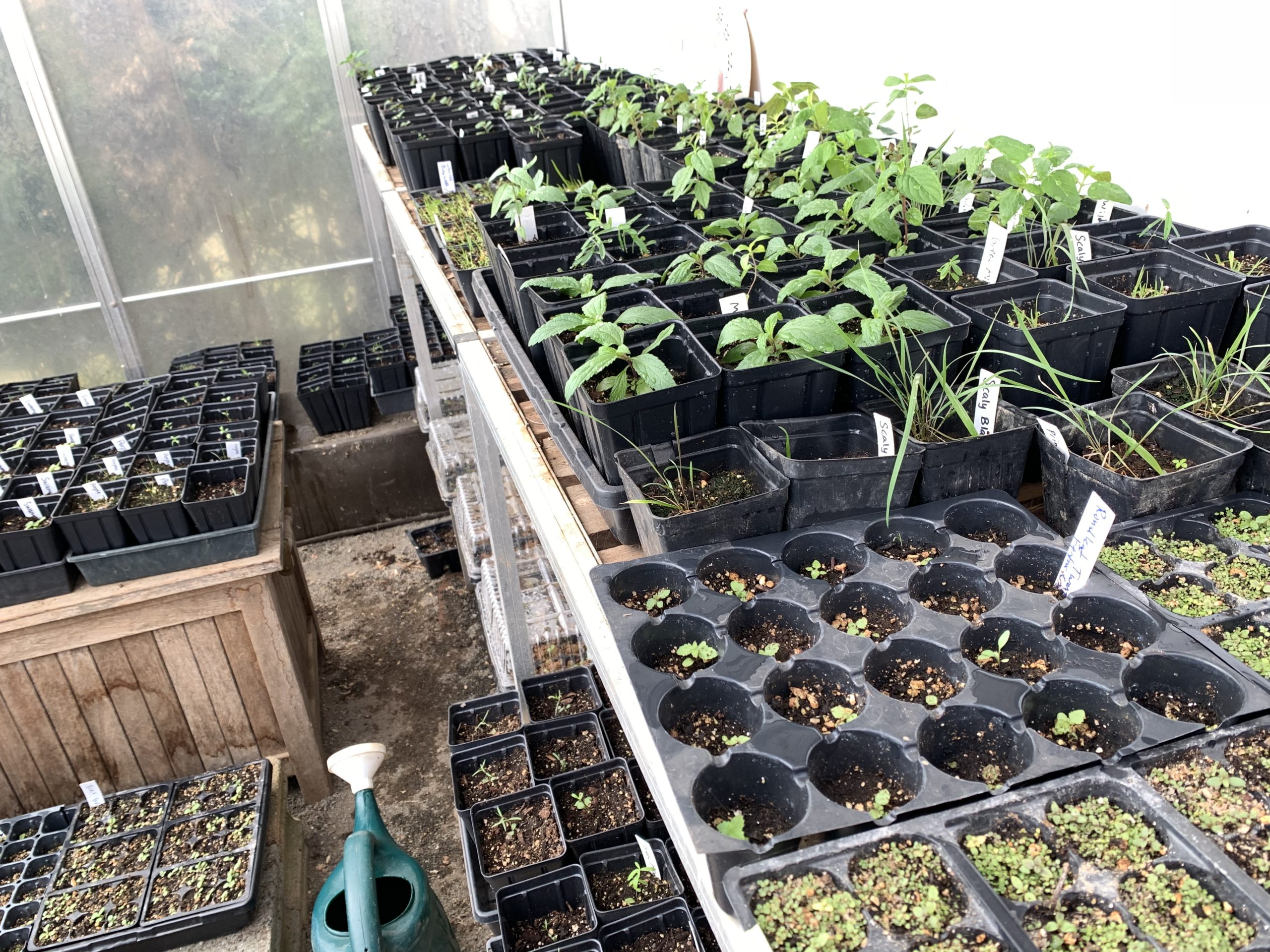 Volunteer Day: Re-potting Native Seedlings