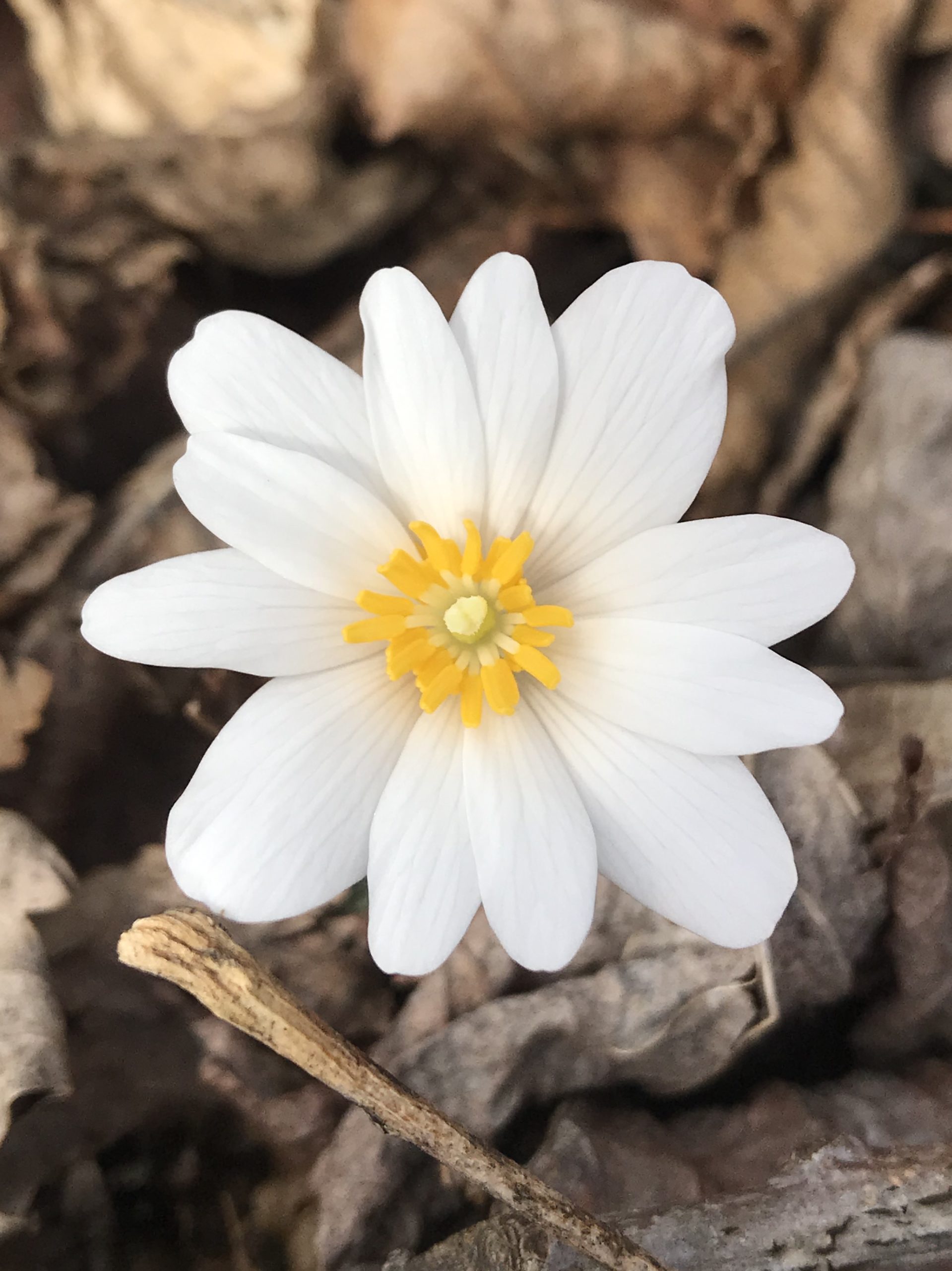 EVENT FULL: Early Spring Wildflower Walk