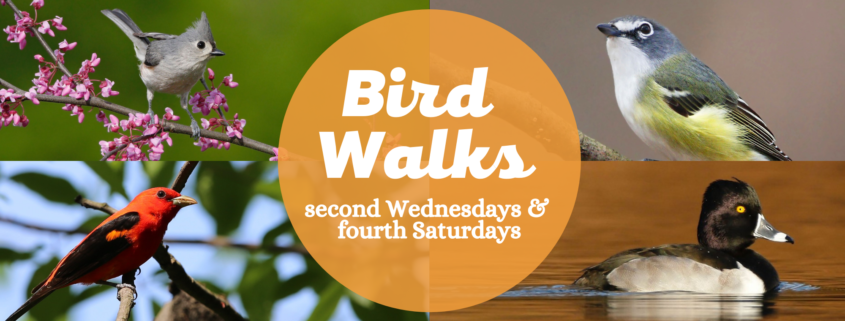 Bird Walk – The Clifton Institute