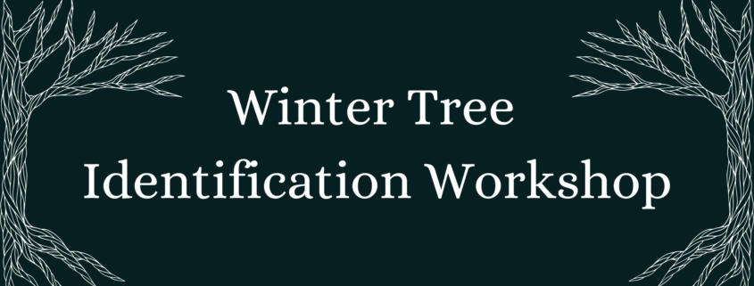 Winter Tree ID