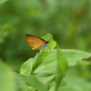 53073241970_d2ea52de09_o