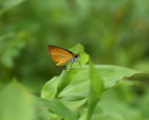 53073241970_d2ea52de09_o