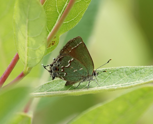 53073248120_27d4e0ee36_o