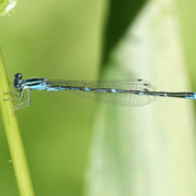 53796484497_1755755c48_o