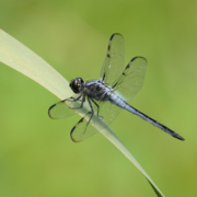 53797851275_2659c8395f_3k