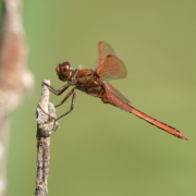 53820005641_655811188f_o