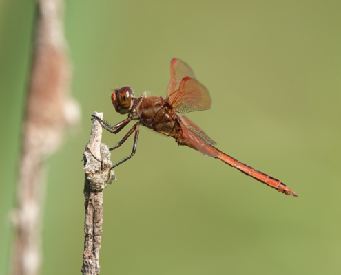 53820005641_655811188f_o