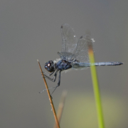 54691692496_f55093a643_o