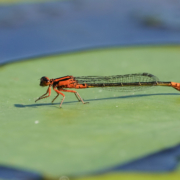 54691692531_87f6d420bb_o