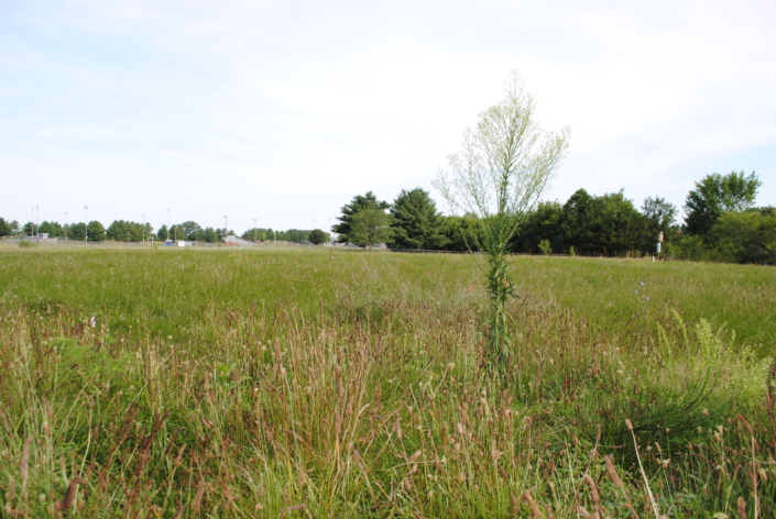 Lawn Lab Field July 2026