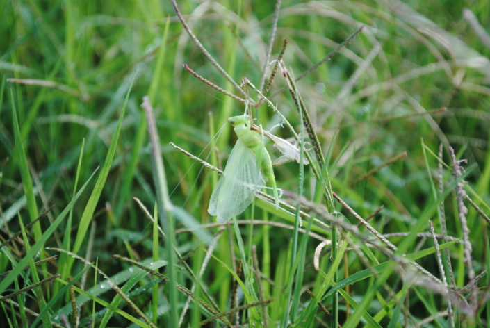Katydid with shed exoskeleton
