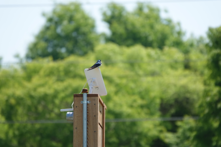 Lawn Lab Tree Swallow